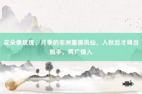 花朵像玫瑰、月季的非洲重瓣凤仙，入秋后才得当脱手，两广慎入